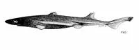 Mollers lantern shark (Etmopterus molleri)
