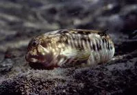 Molly miller (Scartella cristata)