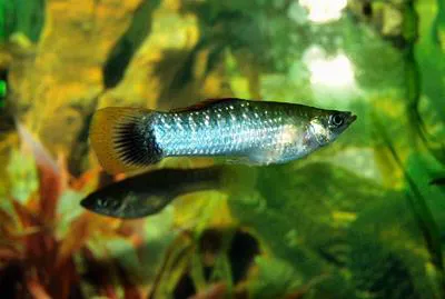 Molly (Poecilia sphenops)