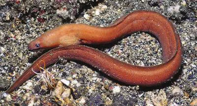 Moluccan moray (Gymnothorax moluccensis)