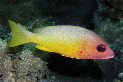Moluccan snapper (Lutjanus boutton)