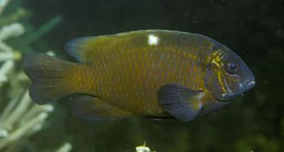 Monarch damsel (Dischistodus pseudochrysopoecilus)
