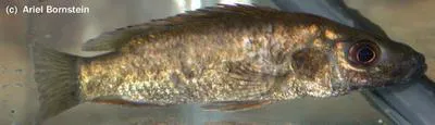 Mongo (Stomatepia mongo)