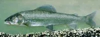 Mongolian grayling (Thymallus brevirostris)