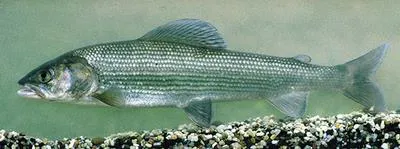 Mongolian grayling (Thymallus brevirostris)