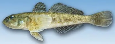 Monkey goby (Neogobius fluviatilis)