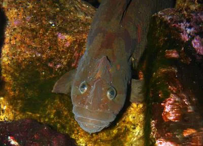 Monkeyface prickleback (Cebidichthys violaceus)