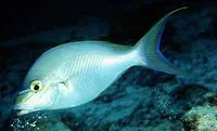 Monogrammed monocle bream (Scolopsis monogramma)