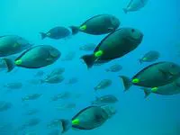 Monrovia doctorfish (Acanthurus monroviae)