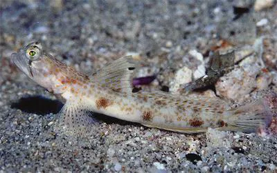 Monster shrimpgoby (Tomiyamichthys oni)