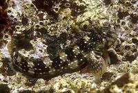 Montagu's blenny (Coryphoblennius galerita)