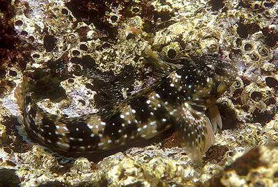 Montagu's blenny (Coryphoblennius galerita)