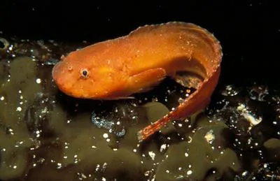 Montagus seasnail (Liparis montagui)
