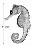 Monte Bello seahorse (Hippocampus montebelloensis)