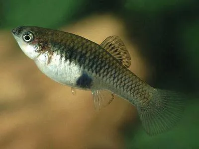 Monterrey platyfish (Xiphophorus couchianus)