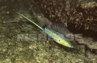 Montezuma swordtail (Xiphophorus montezumae)