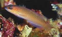 Mooi's dottyback (Pseudochromis mooii)