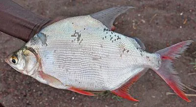 Moon fish (Citharinus citharus citharus)