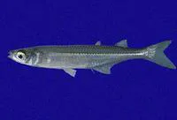 Moon silverside (Atherinella argentea)