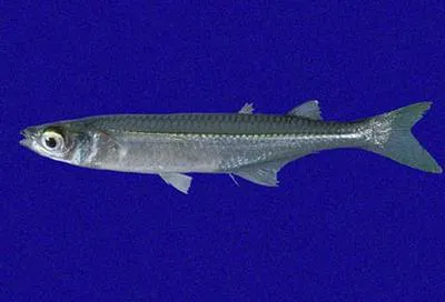 Moon silverside (Atherinella argentea)