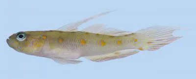 Moon-spotted shrimp goby (Vanderhorstia nannai)