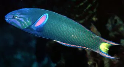Moon wrasse (Thalassoma lunare)