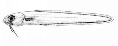Mooneye cusk-eel (Ophidion selenops)