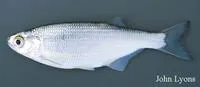 Mooneye (Hiodon tergisus)