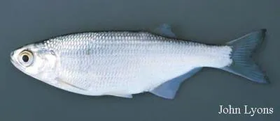 Mooneye (Hiodon tergisus)