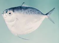 Moonfish (Mene maculata)