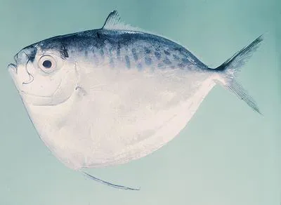 Moonfish (Mene maculata)