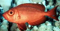 Moontail bullseye (Priacanthus hamrur)