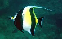 Moorish idol (Zanclus cornutus)