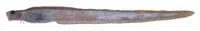 Moose eelpout (Barbapellis pterygalces)