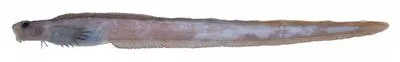 Moose eelpout (Barbapellis pterygalces)