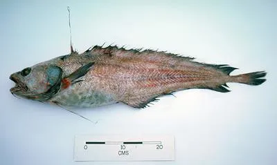 Morid cod (Lepidion inosimae)