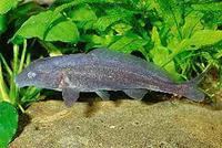 Mormyrids (Mormyrus rume rume)