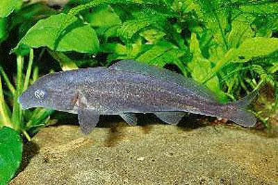 Mormyrids (Mormyrus rume rume)