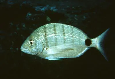 Moroccan white seabream (Diplodus sargus cadenati)