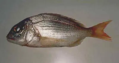 Morocco dentex (Dentex maroccanus)