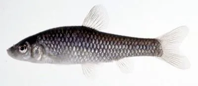 Moroco (Pseudorasbora pumila)