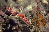 Morrison's dragonet (Synchiropus morrisoni)