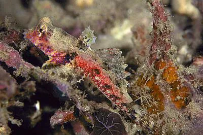 Morrison's dragonet (Synchiropus morrisoni)
