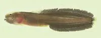 Morrison's mudbrotula (Dermatopsoides morrisonae)