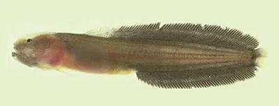 Morrison's mudbrotula (Dermatopsoides morrisonae)
