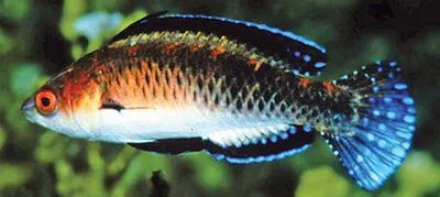 Morrison's wrasse (Cirrhilabrus morrisoni)