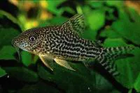 Mosaic corydoras (Corydoras haraldschultzi)