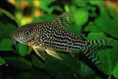 Mosaic corydoras (Corydoras haraldschultzi)