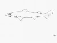 Mosaic gulper shark (Centrophorus tessellatus)