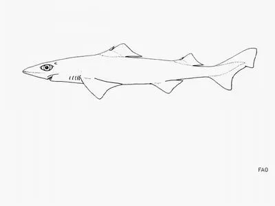 Mosaic gulper shark (Centrophorus tessellatus)